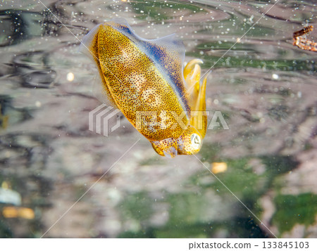 Half-surface photograph of a juvenile bigfin reef squid. Hirizohama, Nakagi, Minamiizu Town, Izu Peninsula, Shizuoka Prefecture - 2025 One of Japan's leading snorkeling spots Half-surface photograph of a juvenile bigfin reef squid. Hirizohama, Nakagi, Minamiizu Town, Izu Peninsula, Shizuoka Prefecture - 2025 One of Japan's leading snorkeling spots 133845103