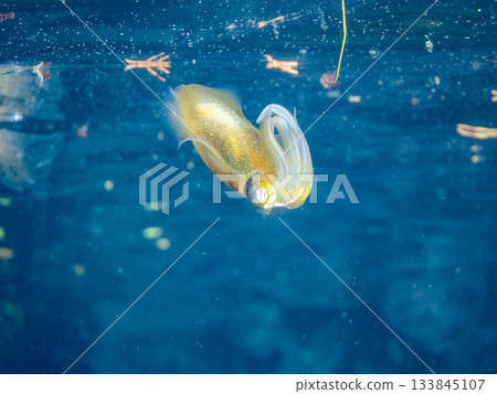 Half-surface photograph of a juvenile bigfin reef squid. Hirizohama, Nakagi, Minamiizu Town, Izu Peninsula, Shizuoka Prefecture - 2025 One of Japan's leading snorkeling spots Half-surface photograph of a juvenile bigfin reef squid. Hirizohama, Nakagi, Minamiizu Town, Izu Peninsula, Shizuoka Prefecture - 2025 One of Japan's leading snorkeling spots 133845107