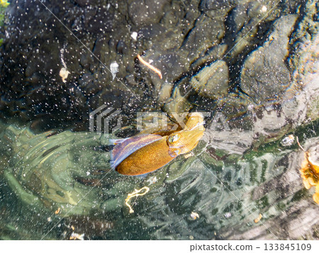 一張幼年大鰭礁魷的半身像照片。日本靜岡縣伊豆半島南伊豆町中木町堀浜 - 2025年,日本頂級浮潛勝地之一。 一張幼年大鰭礁魷的半身像照片。日本靜岡縣伊豆半島南伊豆町中木町堀浜 - 2025年,日本頂級浮潛勝地之一。 133845109