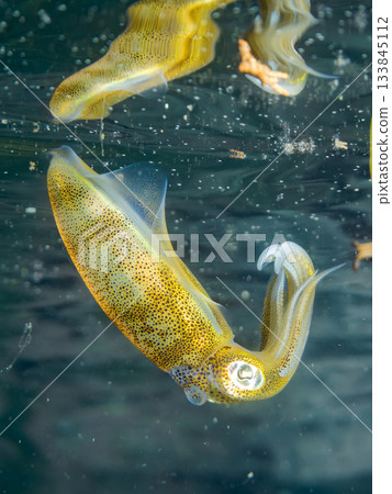 Half-surface photograph of a juvenile bigfin reef squid. Hirizohama, Nakagi, Minamiizu Town, Izu Peninsula, Shizuoka Prefecture - 2025 One of Japan's leading snorkeling spots Half-surface photograph of a juvenile bigfin reef squid. Hirizohama, Nakagi, Minamiizu Town, Izu Peninsula, Shizuoka Prefecture - 2025 One of Japan's leading snorkeling spots 133845112