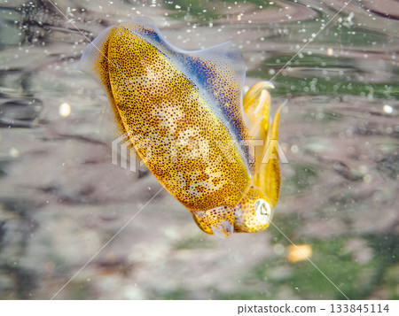 Half-surface photograph of a juvenile bigfin reef squid. Hirizohama, Nakagi, Minamiizu Town, Izu Peninsula, Shizuoka Prefecture - 2025 One of Japan's leading snorkeling spots Half-surface photograph of a juvenile bigfin reef squid. Hirizohama, Nakagi, Minamiizu Town, Izu Peninsula, Shizuoka Prefecture - 2025 One of Japan's leading snorkeling spots 133845114