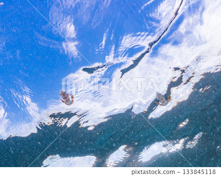 一張幼年大鰭礁魷的半身像照片。日本靜岡縣伊豆半島南伊豆町中木町堀浜 - 2025年，日本頂級浮潛勝地之一。 133845118