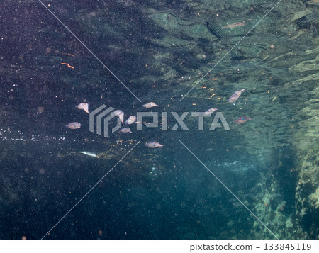 Half-surface photograph of a juvenile bigfin reef squid. Hirizohama, Nakagi, Minamiizu Town, Izu Peninsula, Shizuoka Prefecture - 2025 One of Japan's leading snorkeling spots 133845119