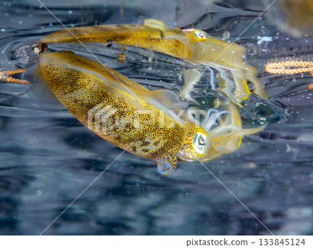 Half-surface photograph of a juvenile bigfin reef squid. Hirizohama, Nakagi, Minamiizu Town, Izu Peninsula, Shizuoka Prefecture - 2025 One of Japan's leading snorkeling spots Half-surface photograph of a juvenile bigfin reef squid. Hirizohama, Nakagi, Minamiizu Town, Izu Peninsula, Shizuoka Prefecture - 2025 One of Japan's leading snorkeling spots 133845124