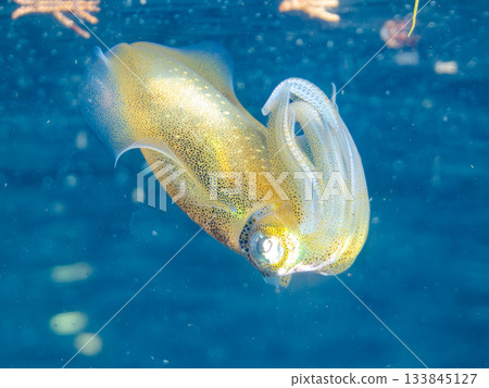 Half-surface photograph of a juvenile bigfin reef squid. Hirizohama, Nakagi, Minamiizu Town, Izu Peninsula, Shizuoka Prefecture - 2025 One of Japan's leading snorkeling spots Half-surface photograph of a juvenile bigfin reef squid. Hirizohama, Nakagi, Minamiizu Town, Izu Peninsula, Shizuoka Prefecture - 2025 One of Japan's leading snorkeling spots 133845127