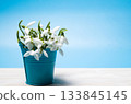 Blooming Snowdrops in a Stylish Blue Bucket Against Soft Background 133845145