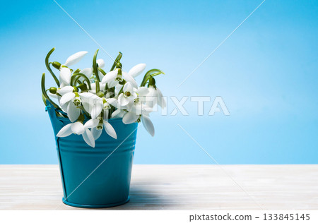 Blooming Snowdrops in a Stylish Blue Bucket Against Soft Background Blooming Snowdrops in a Stylish Blue Bucket Against Soft Background 133845145