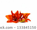 Vivid Orange Lilies on White Background for Stunning Visual Impact 133845150