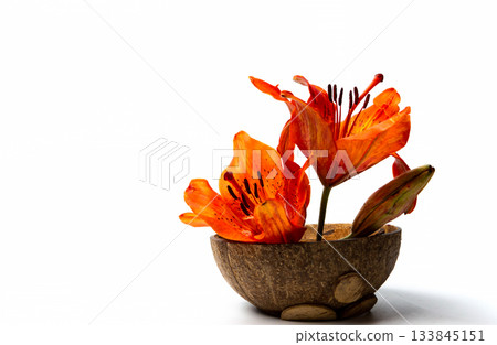 Vivid Orange Lilies on White Background for Stunning Visual Impact 133845151