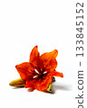 Vivid Orange Lilies on White Background for Stunning Visual Impact 133845152