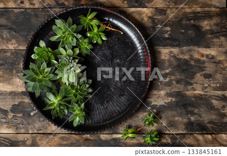 Succulent Plants Arranged on Textured Plate for Modern Decor Succulent Plants Arranged on Textured Plate for Modern Decor 133845161