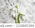 Elegant snowdrop flowers against a textured monochrome background. 133845164