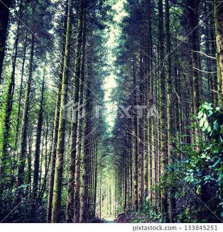 Tropical tree lined in forest Tropical tree lined in forest 133845251