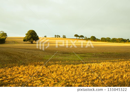 Solitary tree is standing in flat design harvested field with golden stubble under overcast sky 133845322