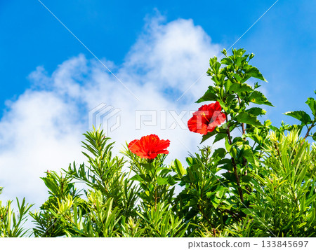 Beautiful hibiscus in full bloom in the alleys of Shikinejima 133845697