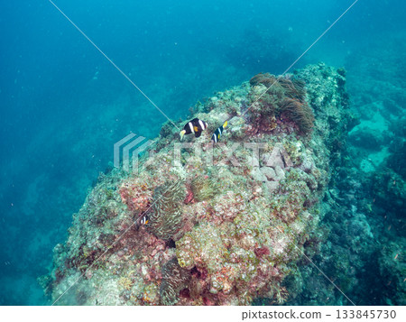 A cute clownfish family. Coral sea anemone. Hirizohama, Minamiizu Town, Nakagi, Izu Peninsula, Shizuoka Prefecture - 2025 One of Japan's leading 133845730