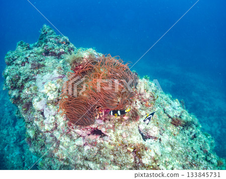 A cute clownfish family. Coral sea anemone. Hirizohama, Minamiizu Town, Nakagi, Izu Peninsula, Shizuoka Prefecture - 2025 One of Japan's leading A cute clownfish family. Coral sea anemone. Hirizohama, Minamiizu Town, Nakagi, Izu Peninsula, Shizuoka Prefecture - 2025 One of Japan's leading 133845731