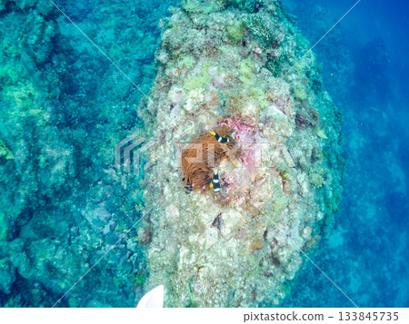 A cute clownfish family. Coral sea anemone. Hirizohama, Minamiizu Town, Nakagi, Izu Peninsula, Shizuoka Prefecture - 2025 One of Japan's leading A cute clownfish family. Coral sea anemone. Hirizohama, Minamiizu Town, Nakagi, Izu Peninsula, Shizuoka Prefecture - 2025 One of Japan's leading 133845735