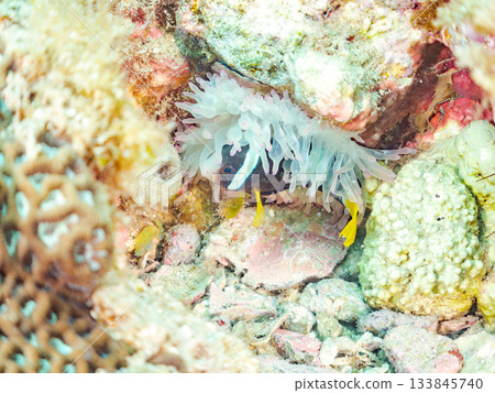 可愛的小丑魚一家。珊瑚海葵。日本靜岡縣伊豆半島中城南伊豆町平枝濱 - 2025 日本領先的 可愛的小丑魚一家。珊瑚海葵。日本靜岡縣伊豆半島中城南伊豆町平枝濱 - 2025 日本領先的 133845740