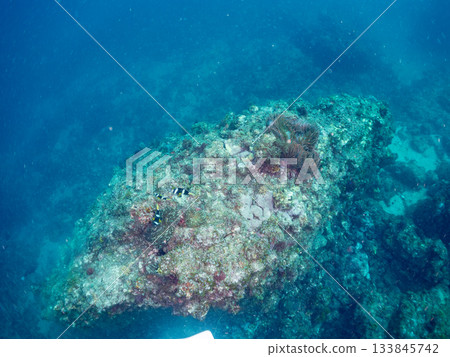A cute clownfish family. Coral sea anemone. Hirizohama, Minamiizu Town, Nakagi, Izu Peninsula, Shizuoka Prefecture - 2025 One of Japan's leading 133845742