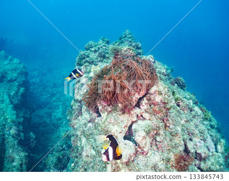 A cute clownfish family. Coral sea anemone. Hirizohama, Minamiizu Town, Nakagi, Izu Peninsula, Shizuoka Prefecture - 2025 One of Japan's leading 133845743