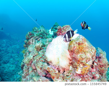 A cute clownfish family. Coral sea anemone. Hirizohama, Minamiizu Town, Nakagi, Izu Peninsula, Shizuoka Prefecture - 2025 One of Japan's leading 133845749