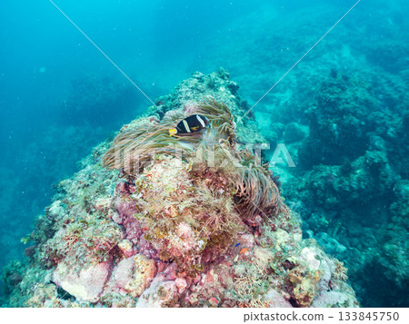 A cute clownfish family. Coral sea anemone. Hirizohama, Minamiizu Town, Nakagi, Izu Peninsula, Shizuoka Prefecture - 2025 One of Japan's leading 133845750