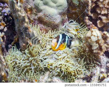 可愛的小丑魚一家。珊瑚海葵。日本靜岡縣伊豆半島中城南伊豆町平枝濱 - 2025 日本領先的 133845751