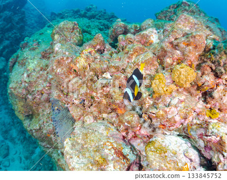 可愛的小丑魚一家。珊瑚海葵。日本靜岡縣伊豆半島中城南伊豆町平枝濱 - 2025 日本領先的 133845752