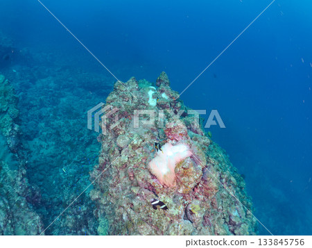 可愛的小丑魚一家。珊瑚海葵。日本靜岡縣伊豆半島中城南伊豆町平枝濱 - 2025 日本領先的 可愛的小丑魚一家。珊瑚海葵。日本靜岡縣伊豆半島中城南伊豆町平枝濱 - 2025 日本領先的 133845756