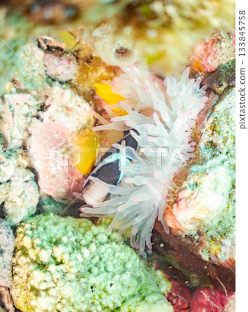 可愛的小丑魚一家。珊瑚海葵。日本靜岡縣伊豆半島中城南伊豆町平枝濱 - 2025 日本領先的 133845758