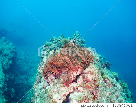 可愛的小丑魚一家。珊瑚海葵。日本靜岡縣伊豆半島中城南伊豆町平枝濱 - 2025 日本領先的 133845761