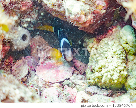 可愛的小丑魚一家。珊瑚海葵。日本靜岡縣伊豆半島中城南伊豆町平枝濱 - 2025 日本領先的 133845764