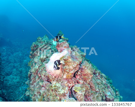 A cute clownfish family. Coral sea anemone. Hirizohama, Minamiizu Town, Nakagi, Izu Peninsula, Shizuoka Prefecture - 2025 One of Japan's leading 133845767