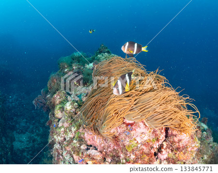 A cute clownfish family. Coral sea anemone. Hirizohama, Minamiizu Town, Nakagi, Izu Peninsula, Shizuoka Prefecture - 2025 One of Japan's leading A cute clownfish family. Coral sea anemone. Hirizohama, Minamiizu Town, Nakagi, Izu Peninsula, Shizuoka Prefecture - 2025 One of Japan's leading 133845771