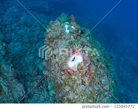 A cute clownfish family. Coral sea anemone. Hirizohama, Minamiizu Town, Nakagi, Izu Peninsula, Shizuoka Prefecture - 2025 One of Japan's leading A cute clownfish family. Coral sea anemone. Hirizohama, Minamiizu Town, Nakagi, Izu Peninsula, Shizuoka Prefecture - 2025 One of Japan's leading 133845772