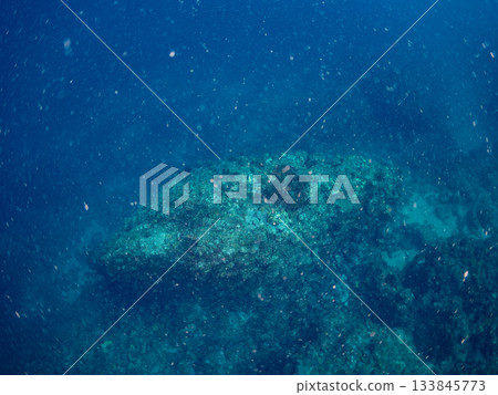 可愛的小丑魚一家。珊瑚海葵。日本靜岡縣伊豆半島中城南伊豆町平枝濱 - 2025 日本領先的 133845773