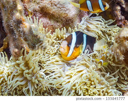 A cute clownfish family. Coral sea anemone. Hirizohama, Minamiizu Town, Nakagi, Izu Peninsula, Shizuoka Prefecture - 2025 One of Japan's leading A cute clownfish family. Coral sea anemone. Hirizohama, Minamiizu Town, Nakagi, Izu Peninsula, Shizuoka Prefecture - 2025 One of Japan's leading 133845777