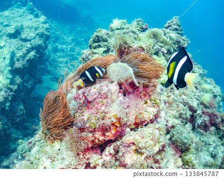 可愛的小丑魚一家。珊瑚海葵。日本靜岡縣伊豆半島中城南伊豆町平枝濱 - 2025 日本領先的 133845787