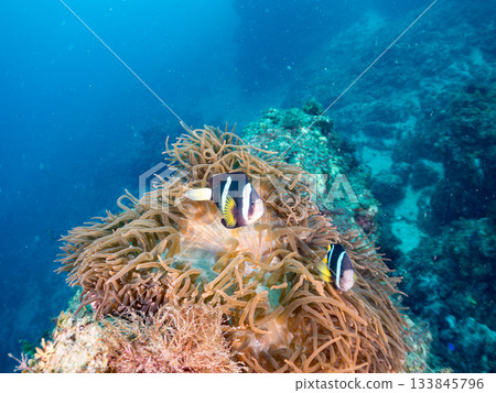 A cute clownfish family. Coral sea anemone. Hirizohama, Minamiizu Town, Nakagi, Izu Peninsula, Shizuoka Prefecture - 2025 One of Japan's leading A cute clownfish family. Coral sea anemone. Hirizohama, Minamiizu Town, Nakagi, Izu Peninsula, Shizuoka Prefecture - 2025 One of Japan's leading 133845796