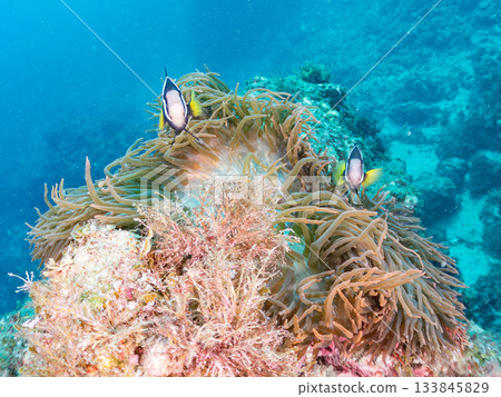 可愛的小丑魚一家。珊瑚海葵。日本靜岡縣伊豆半島中城南伊豆町平枝濱 - 2025 日本領先的 可愛的小丑魚一家。珊瑚海葵。日本靜岡縣伊豆半島中城南伊豆町平枝濱 - 2025 日本領先的 133845829