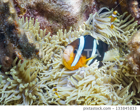 A cute clownfish family. Coral sea anemone. Hirizohama, Minamiizu Town, Nakagi, Izu Peninsula, Shizuoka Prefecture - 2025 One of Japan's leading A cute clownfish family. Coral sea anemone. Hirizohama, Minamiizu Town, Nakagi, Izu Peninsula, Shizuoka Prefecture - 2025 One of Japan's leading 133845833