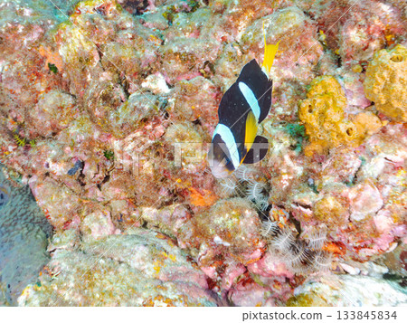 A cute clownfish family. Coral sea anemone. Hirizohama, Minamiizu Town, Nakagi, Izu Peninsula, Shizuoka Prefecture - 2025 One of Japan's leading 133845834