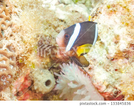可愛的小丑魚一家。珊瑚海葵。日本靜岡縣伊豆半島中城南伊豆町平枝濱 - 2025 日本領先的 133845836
