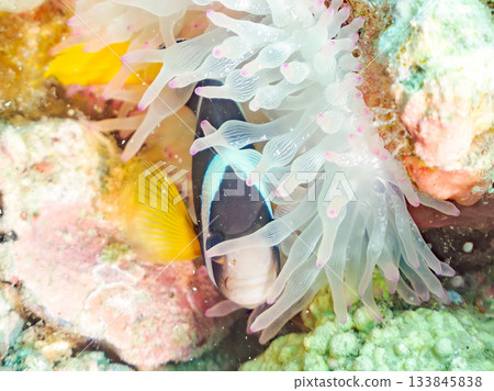 A cute clownfish family. Coral sea anemone. Hirizohama, Minamiizu Town, Nakagi, Izu Peninsula, Shizuoka Prefecture - 2025 One of Japan's leading 133845838