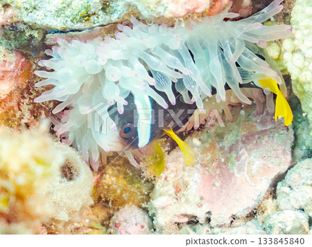 A cute clownfish family. Coral sea anemone. Hirizohama, Minamiizu Town, Nakagi, Izu Peninsula, Shizuoka Prefecture - 2025 One of Japan's leading A cute clownfish family. Coral sea anemone. Hirizohama, Minamiizu Town, Nakagi, Izu Peninsula, Shizuoka Prefecture - 2025 One of Japan's leading 133845840
