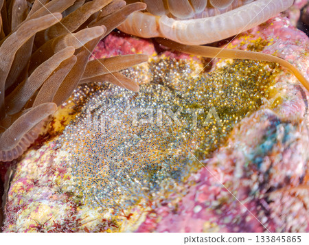 小丑魚卵產於沙灘上。日本靜岡縣伊豆半島南伊豆町中木町的Hirizo海灘 - 2025，日本頂級浮潛勝地之一。 133845865