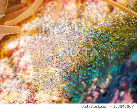 小丑魚卵產於沙灘上。日本靜岡縣伊豆半島南伊豆町中木町的Hirizo海灘 - 2025，日本頂級浮潛勝地之一。 133845867