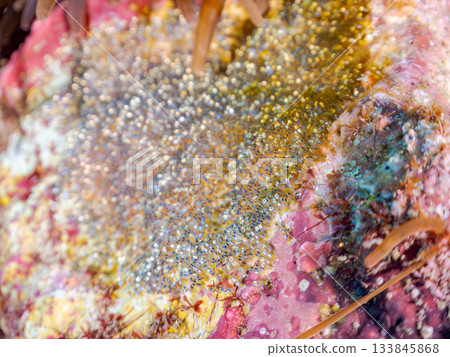 Clownfish eggs laid on the beach. Hirizo Beach, Nakagi, Minamiizu Town, Izu Peninsula, Shizuoka Prefecture - 2025 One of Japan's leading snorkeling spots Clownfish eggs laid on the beach. Hirizo Beach, Nakagi, Minamiizu Town, Izu Peninsula, Shizuoka Prefecture - 2025 One of Japan's leading snorkeling spots 133845868