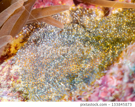 小丑魚卵產於沙灘上。日本靜岡縣伊豆半島南伊豆町中木町的Hirizo海灘 - 2025，日本頂級浮潛勝地之一。 133845873